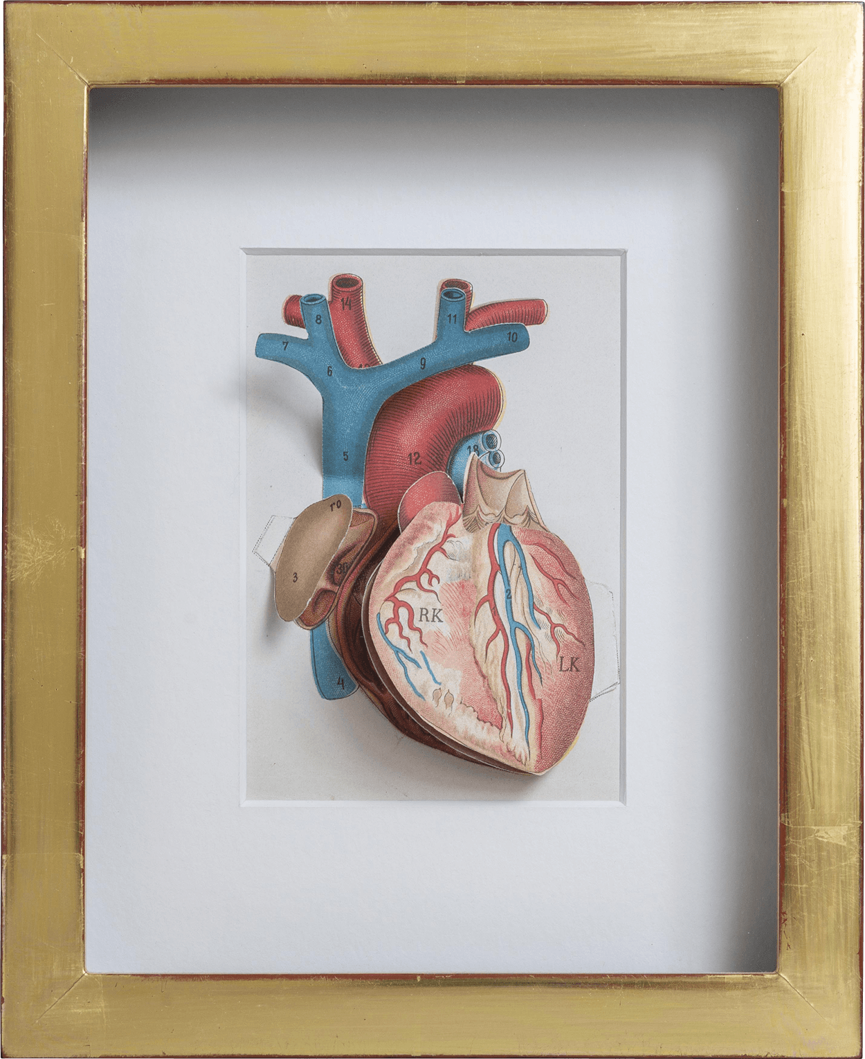 Diepe vergulde lijst - Voor 19e eeuwse uitklapbare anatomische prent - 